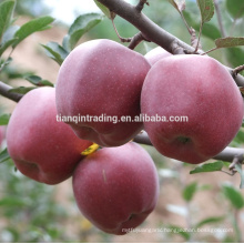 China fresh Huaniu apple of Guansu origin